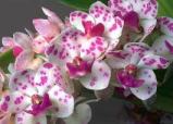 orhidee-24-februarie1